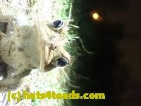 /home//u458753944/public_html/sourcegallery////////Roxborough Toad Detour/2022/2022-04-26/P4261106.JPG